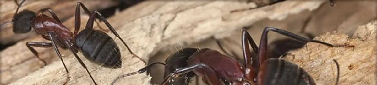 Close-up of ants on wood showing an active ant infestation in Glendale, AZ