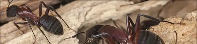 Close-up of ants on wood showing an active ant infestation in Glendale, AZ