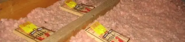 Mouse traps placed in an attic for rodent control in Glendale, AZ