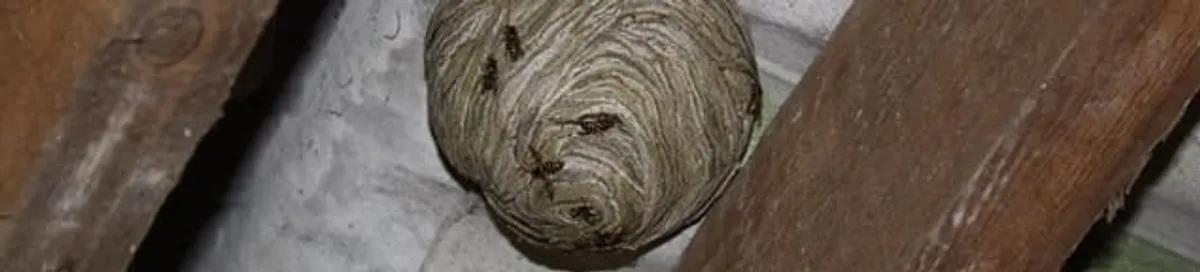 Wasp nest in an attic space, a common home infestation risk in Glendale, AZ