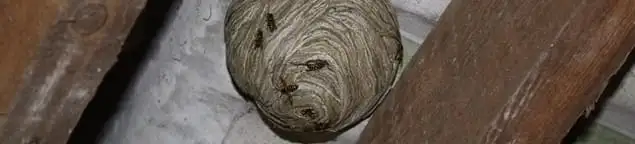 Wasp nest in an attic space, a common home infestation risk in Glendale, AZ