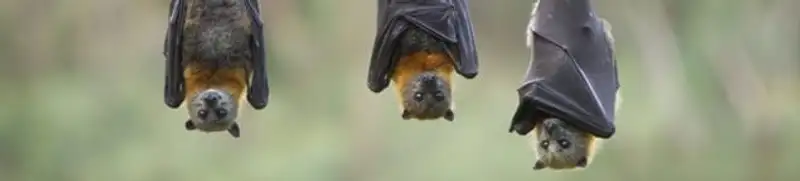 Bats roosting together, a common sign of a bat infestation in Glendale, AZ