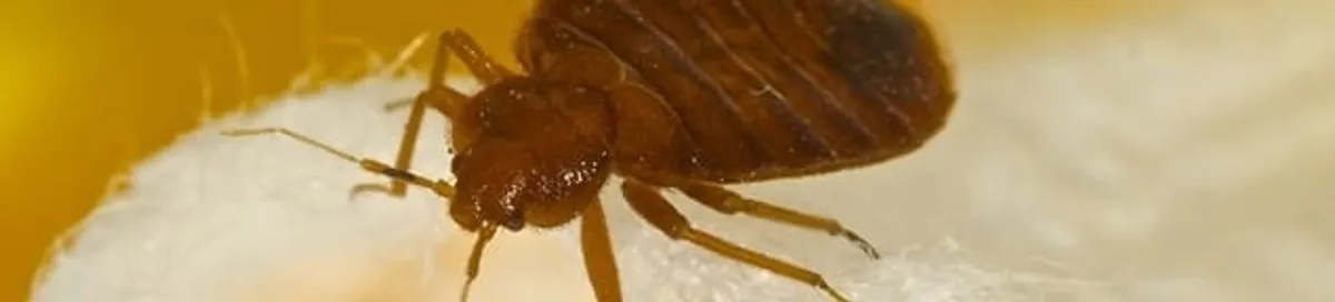 Close-up of a bed bug, a sign of an active infestation in Glendale, AZ
