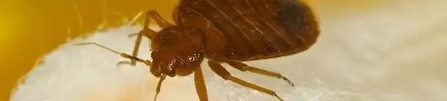 Close-up of a bed bug, a sign of an active infestation in Glendale, AZ