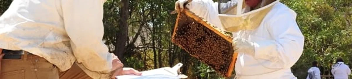 Bee removal specialists relocating a hive and honeycomb safely in Glendale, AZ