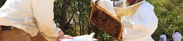 Bee removal specialists relocating a hive and honeycomb safely in Glendale, AZ