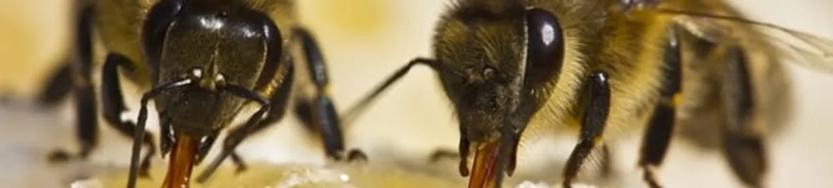 Close-up of honey bees, a sign of a nearby hive in Glendale, AZ