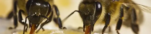 Close-up of honey bees, a sign of a nearby hive in Glendale, AZ