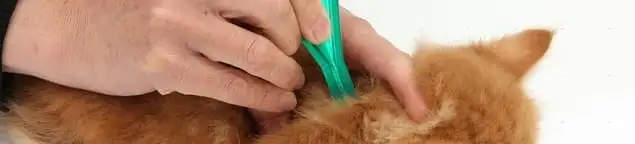 Flea treatment for pets using a flea comb, a sign of flea problems in Glendale, AZ