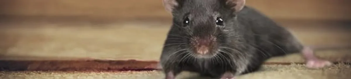Mouse indoors, a common sign of a rodent infestation in Glendale, AZ