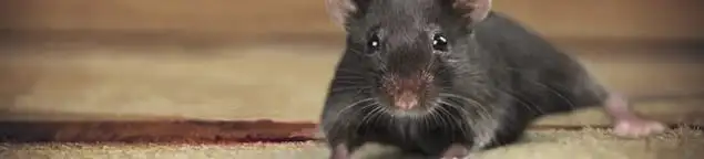 Mouse indoors, a common sign of a rodent infestation in Glendale, AZ