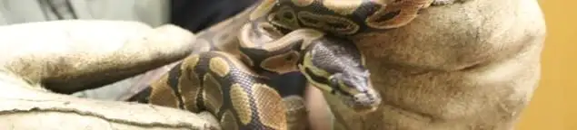 Snake removal specialist safely handling a snake with protective gloves in Glendale, AZ
