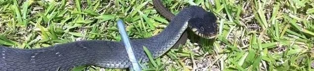 Snake in a yard, a common sign of a snake problem near a home in Glendale, AZ