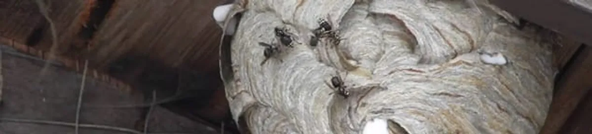 Close-up of a wasp nest with active wasps, a sign of an infestation in Glendale, AZ