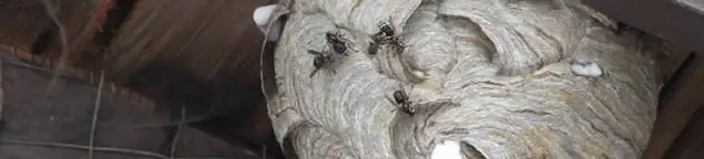 Close-up of a wasp nest with active wasps, a sign of an infestation in Glendale, AZ